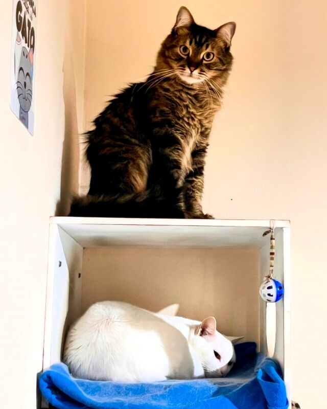Bunk buddies.

#🐱 #gato #gatos #gatosdoinstagram #cat #cats #instagood #kitten #kitty #kittens #pet #pets #meong #neko #petstagram #photooftheday #catsofinstagram #ilovemycat #instagramcats #kucing #catoftheday #lovecats #lovekittens #adorable #catlover #instacat #sleeping #gabizilla