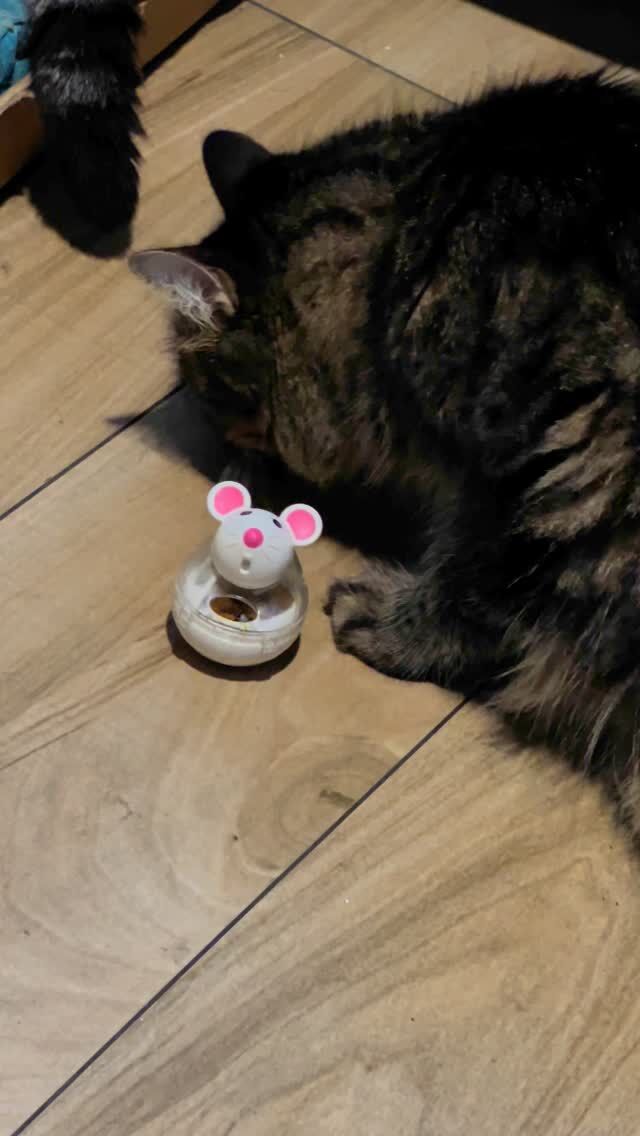 Alguém aprendeu a tirar os Dreamies do ratinho!

Someone has learned how to get Dreamies out of the mouse!

#kitten #kittens #pet #pets #meong #neko #catsofinstagram #ilovemycat #instagramcats #kucing #catoftheday #lovecats #furry #sleeping #lovekittens #adorable #catlover #instacat #🐱 #cat #cats #dreamies #gato #gatos #gatosdoinstagram #gabizilla