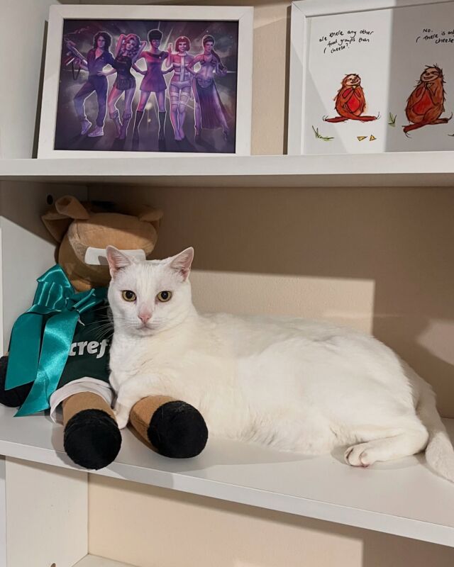 Minha gata Palmeirense.

#🐱 #gato #gatos #gatosdoinstagram #cat #cats #kitten #kitty #kittens #pet #pets #meong #neko #catsofinstagram #ilovemycat #instagramcats #kucing #catoftheday #lovecats #lovekittens #adorable #catlover #instacat #palmeiras #palmeirense #palmeirasminhavidaévocê #gabizilla